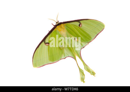 Luna Moth (Actias luna) Oxford, Mississippi, USA, avril. Projet d'Meetyourneighbors.net Banque D'Images