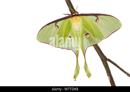 Luna Moth (Actias luna) Oxford, Mississippi, USA, avril. Projet d'Meetyourneighbors.net Banque D'Images