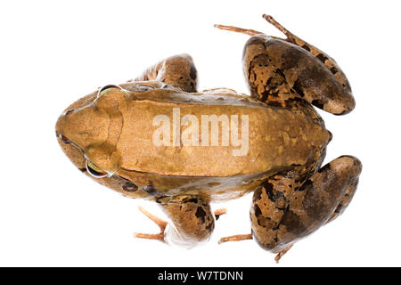 Savage est fin-toed grenouille (Leptodactylus savagei) l'Île de Colon, Panama. Projet d'Meetyourneighbors.net Banque D'Images