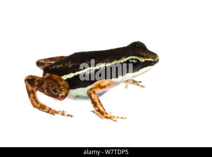 Fusée (Silverstonia grenouille Rainforest flotator) Rio Uyama, Panama. Projet d'Meetyourneighbors.net Banque D'Images