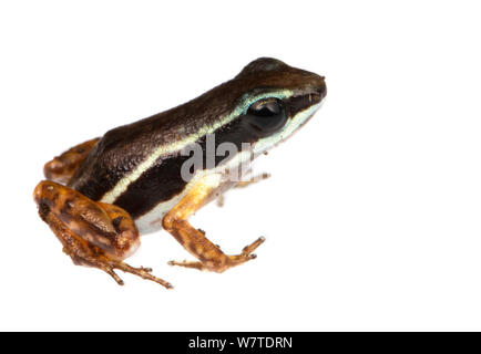 Fusée (Silverstonia Grenouille Rainforest flotator) la péninsule Valiente, Panama. Projet d'Meetyourneighbors.net Banque D'Images