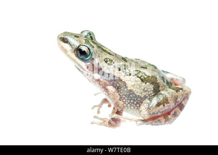 Rainette tachetée (Pseudacris clarkii) profil masculin, Sabal Palm Sanctuaire, Cameron Comté, bas Rio Grande Valley, Texas, États-Unis d'Amérique, Amérique du Nord, en septembre. Projet d'Meetyourneighbors.net Banque D'Images