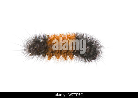 Ours laineux bagués (caterpillar Pyrrharctia isabella) Washington, USA, septembre. Banque D'Images