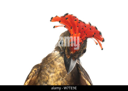 Moucherolle Royal amazonien (Onychorhynchus coronatus) Portrait d'Iwokrama, Guyana,. Projet d'Meetyourneighbors.net Banque D'Images