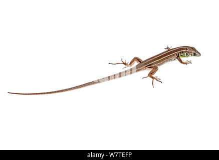 Balkan lézard vert (Lacerta trilineata) Lassithi, Crète, Grèce, en août. Projet d'Meetyourneighbors.net Banque D'Images