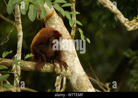 Singe hurleur (Alouatta rouge alonnatta) dans l'arbre près de l'auvent tour à la gare, la biodiversité Tiputini Orellana, Province de l'Équateur, juillet. Banque D'Images