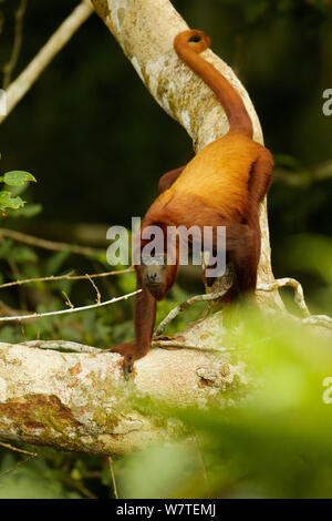 Singe hurleur (Alouatta rouge alonnatta) dans l'arbre près de l'auvent tour à la gare, la biodiversité Tiputini Orellana, Province de l'Équateur, juillet. Banque D'Images