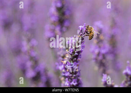 Près d'une abeille, Apis mellifera, sur des fleurs de lavande Banque D'Images