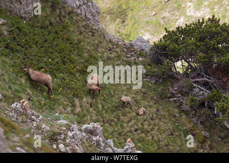 Apennines chamois (Rupicapra pyrenaica ornata) femelles avec les enfants nouveau-nés dans l'habitat de montagne avec Dwarf pin (Pinus mugo). Endémique de la montagnes des Apennins. Abruzzo, Italie, juin. Banque D'Images