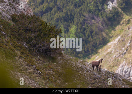 Apennines chamois (Rupicapra pyrenaica ornata) femmes avec enfant nouveau-né dans l'habitat de montagne avec Dwarf pin (Pinus mugo). Endémique de la montagnes des Apennins. Abruzzo, Italie, juin. Banque D'Images