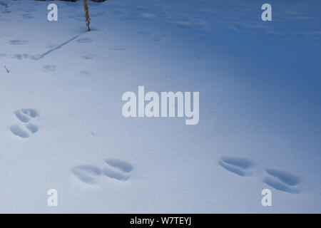 Apennines chamois (Rupicapra pyrenaica ornata) pistes dans la neige. Endémique de la montagnes des Apennins. Abruzzo, Italie, novembre. Banque D'Images