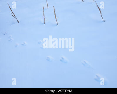 Apennines chamois (Rupicapra pyrenaica ornata) pistes dans la neige. Endémique de la montagnes des Apennins. Abruzzo, Italie, novembre. Banque D'Images