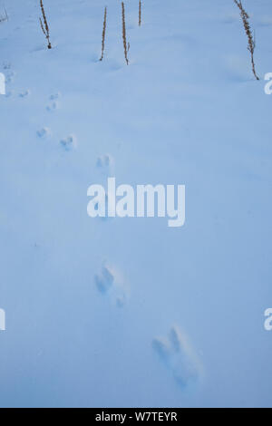 Apennines chamois (Rupicapra pyrenaica ornata) pistes dans la neige. Endémique de la montagnes des Apennins. Abruzzo, Italie, novembre. Banque D'Images