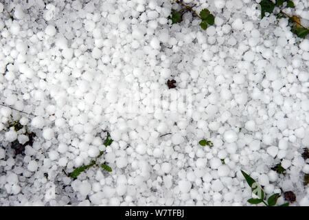 Gros grêlons recueillies sur le sol après une tempête, Herefordshire, Angleterre, Royaume-Uni, décembre. Banque D'Images