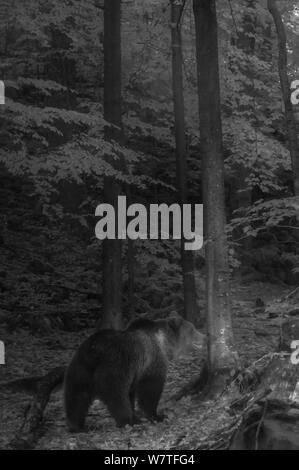 L'ours brun (Ursus arctos arctos) marche à travers forêt la nuit, prises avec l'appareil photo à distance infrarouge piège, Slovénie, octobre. Banque D'Images