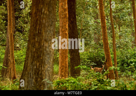 Spotted Deer (Axis axis) dans l'intérieur de la forêt de Sal, Parc national royal de Bardia, au Népal. Banque D'Images