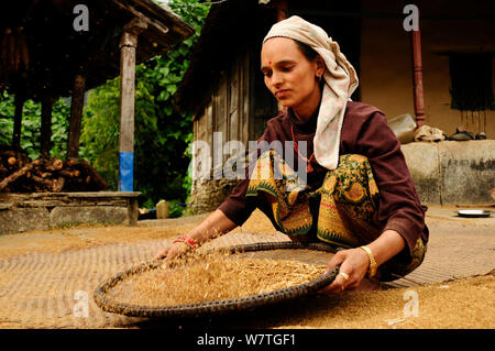 Femme moissonnant le blé de l'ivraie. Ghandruk (Village à une altitude de 1990m), sanctuaire de l'Annapurna Népal central, novembre 2011. Banque D'Images