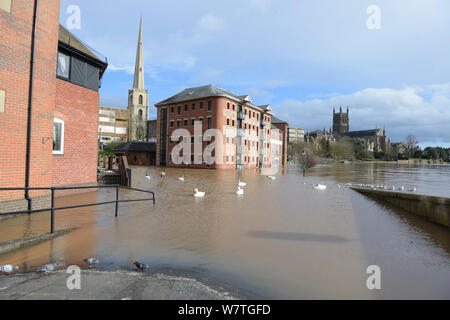 Crue de la rivière Severn avec le cygne tuberculé (Cygnus olor) au cours de l'inondation de rupture record de 2014. La Cathédrale de Worcester, Brown&# 39;s Restaurant et le Glover&# 39;s'aiguille dans l'arrière-plan. En Angleterre, Royaume-Uni, 13 février 2014. Banque D'Images