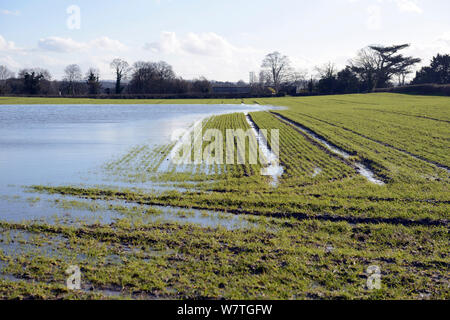 L'eau de l'inondation des terres arables avec champ de blé d'hiver, Herefordshire, Angleterre, Royaume-Uni, 11 février 2014. Banque D'Images