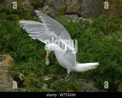 Western Gull (Larus occidentalis) adulte, British Columbia, Canada, juin. Banque D'Images