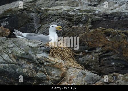 Western Gull (Larus occidentalis) nidification adultes, British Columbia, Canada, juin. Banque D'Images