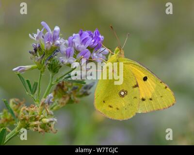 Papillon jaune assombrie sombre (Colias crocea) sur la luzerne (Medicago sativa) fleur, Vendée, France, juillet. Banque D'Images