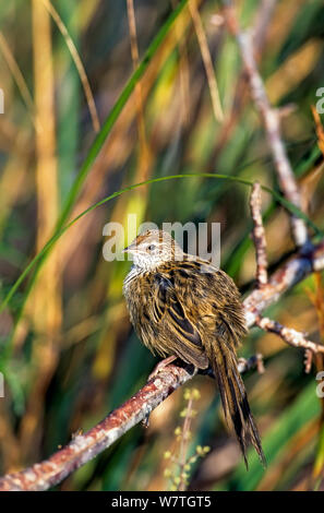 Fernbird Bowdleria (Nouvelle-Zélande punctata) dans pakahi zone humide. Okarito, Westland, île du Sud, Nouvelle-Zélande. Banque D'Images