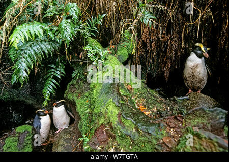 Fiordland Crested Penguin (Eudyptes pachyrhynchus) au site de nidification dans de denses forêts côtières. Morue/Whenua Hou Island, en Nouvelle-Zélande. Banque D'Images