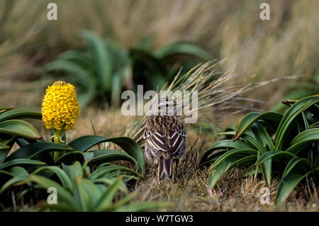 La NOUVELLE ZELANDE Sprague (Anthus novaeseelandiae aucklandica) se nourrissent dans fellfield. Enderby Island, îles Auckland, Nouvelle-Zélande. Banque D'Images