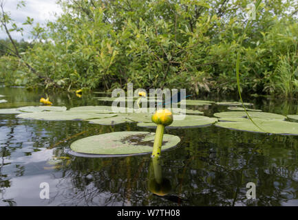 Demoiselle (Calopteryx splendens bagués) mâle sur l'eau jaune (Nuphar lutea) Le centre de la Finlande, Juillet. Banque D'Images