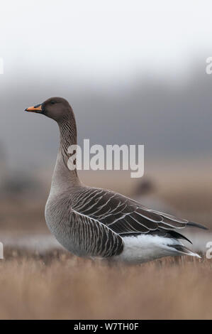 Bean goose (Anser fabalis) des profils au printemps, le nord de la Finlande, avril. Banque D'Images