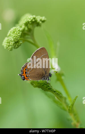 Papillon porte-queue noire (Satyrium pruni) mâle nouvellement émergés, Carélie du Sud, le sud de la Finlande, juin. Banque D'Images
