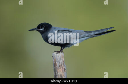 Guifette noire (Chlidonias niger), adultes de l'Ostrobothnie du Sud, profil, Finlande, Juillet. Banque D'Images