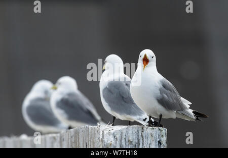 La Mouette tridactyle (Rissa tridactyla) adultes alignés sur concerete wall l'un appelant, en Norvège Banque D'Images