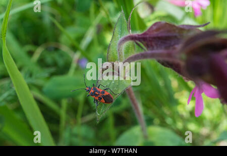 Matricaire inodore (punaise Corizus hyoscyami) sur feuille, le centre de la Finlande, juin. Banque D'Images