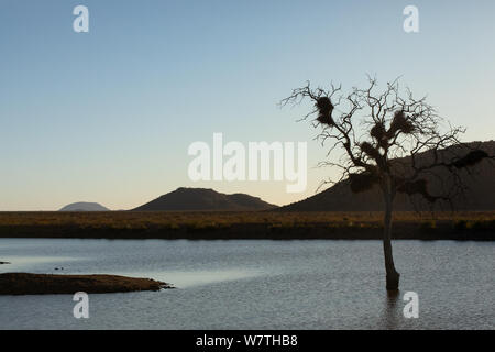 Dans le cadre paisible du South African Game Reserve Banque D'Images