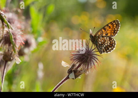 Faux Heath Fritillary butterfly (Melitaea diamina) Pirkanmaa, Finlande, juin. Banque D'Images