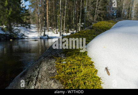 Plécoptère Taeniopteryx (rouge février nebulosa) sur la neige au printemps, besdie l'eau, le centre de la Finlande, avril. Banque D'Images