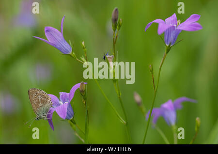 Géranium Argus (Plebejus papillon eumedon) à répandre la campanule (Campanula patula) Carélie du Sud, le sud de la Finlande, juin. Banque D'Images