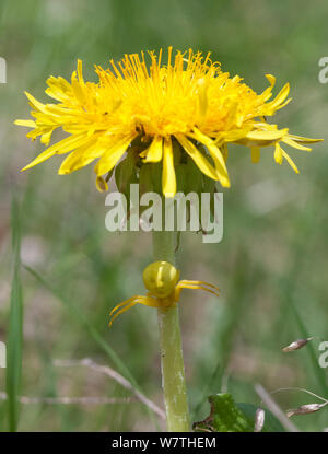 Houghton (Misumena vatia) sur le pissenlit, le centre de la Finlande, de mai. Banque D'Images