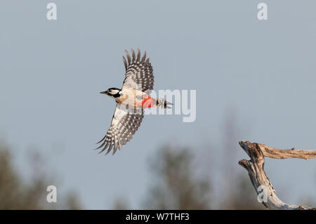 Great Spotted Woodpecker (Dendrocopos major) femmes en vol, le nord de la Finlande, février. Banque D'Images