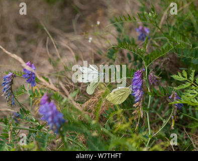 Papillon blanc veiné de vert (Pieris napi) masculin féminin, la Finlande, l'approche de juillet. Banque D'Images