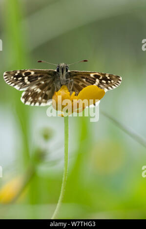 À Skipper butterfly (Pyrgus malvae) masculin, le centre de la Finlande, de mai. Banque D'Images