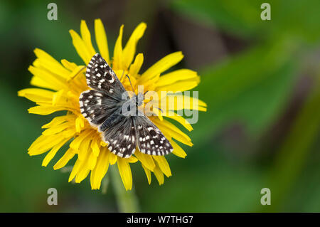 À Skipper butterfly (Pyrgus malvae) mâle sur fleur, Finlande centrale, mai. Banque D'Images