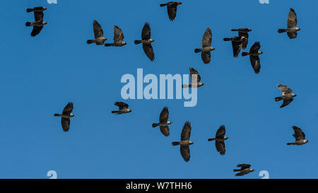 Choucas (Corvus monedula) troupeau en vol, le centre de la Finlande, mars. Banque D'Images