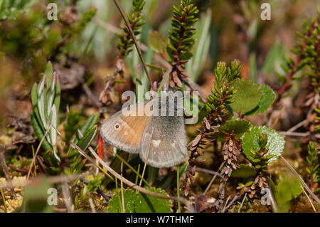 Grand papillon Heath (Coenonympha tullia) centre de la Finlande, juin. Banque D'Images