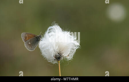 Grand Heath (Coenonympha tullia papillon) sur le coton de l'herbe, le centre de la Finlande, juin. Banque D'Images