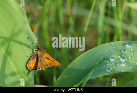 Grand Skipper (Ochlodes sylvanus) mâle, après une averse, avec fly, le centre de la Finlande, juin. Banque D'Images