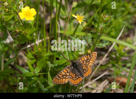 Marsh Fritillary butterfly (Euphydryas aurinia) d'hommes, Carélie du Sud, le sud de la Finlande, juin. Banque D'Images