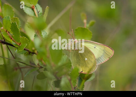 La lande assombrie papillon jaune (Colias palaeno) mâle, Laponie, Finlande, Juillet. Banque D'Images